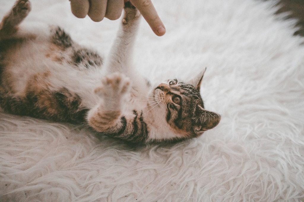 Gato en alfombra