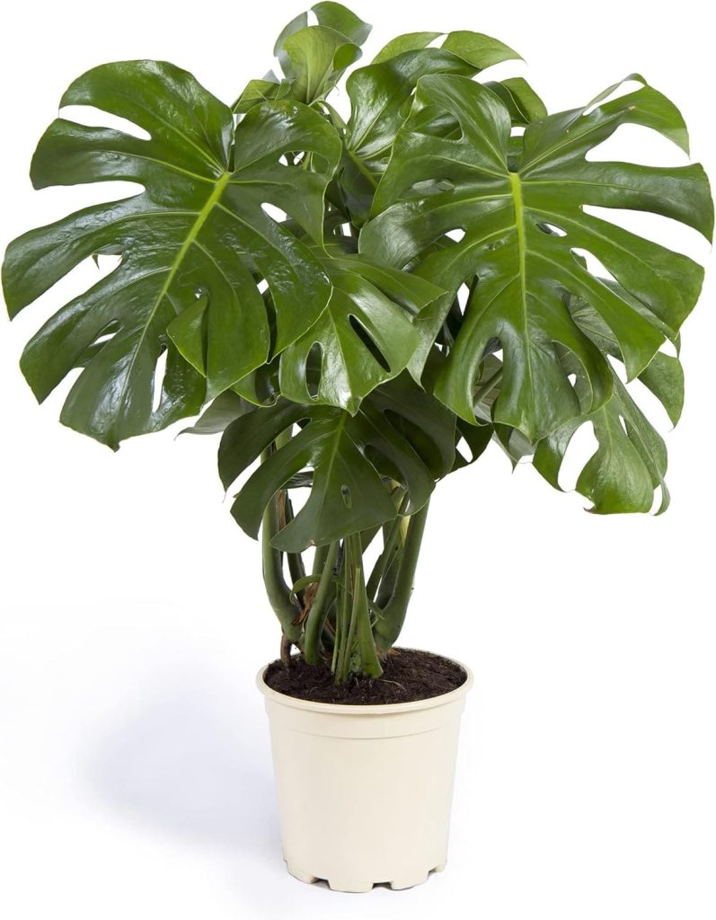 Planta natural para interior: monstera COOL GREEN