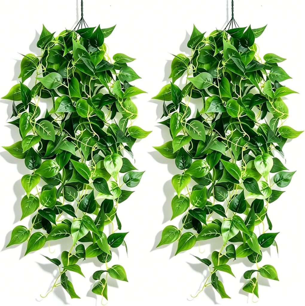 Planta colgante: poto NEWANER